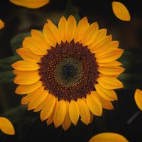 Sonnenblume - Foto von Yair Mejía 