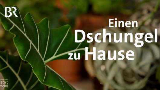 Urban Jungle in der Stadt: Zimmerpflanzen im Trend | Zwischen Spessart und Karwendel | BR