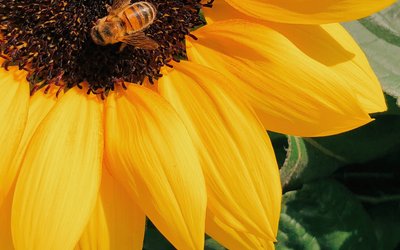 Sonnenblume mit Biene