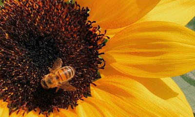 gelbe Sonnenblume mit Biene