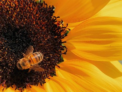 gelbe Sonnenblume mit Biene (c) Behzad Ghaffarian