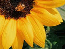 Sonnenblume mit Biene - Foto von Behzad Ghaffarian 