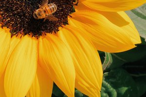 Sonnenblume mit Biene - Foto von Behzad Ghaffarian 