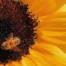 gelbe Sonnenblume mit Biene (c) Behzad Ghaffarian