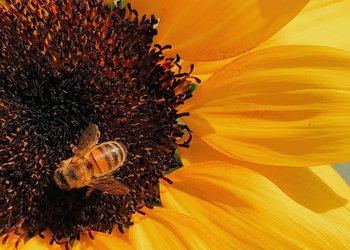 Sonnenblume mit Biene - Foto von Behzad Ghaffarian 