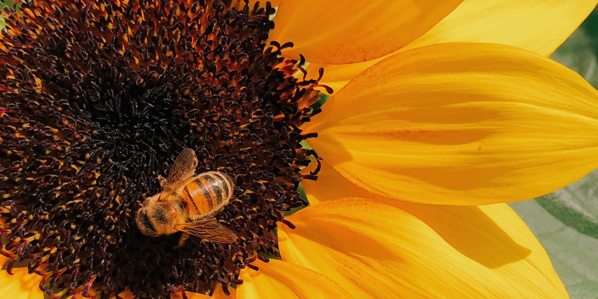 Sonnenblume mit Biene - Foto von Behzad Ghaffarian 