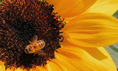 Sonnenblume mit Biene - Foto von Behzad Ghaffarian 