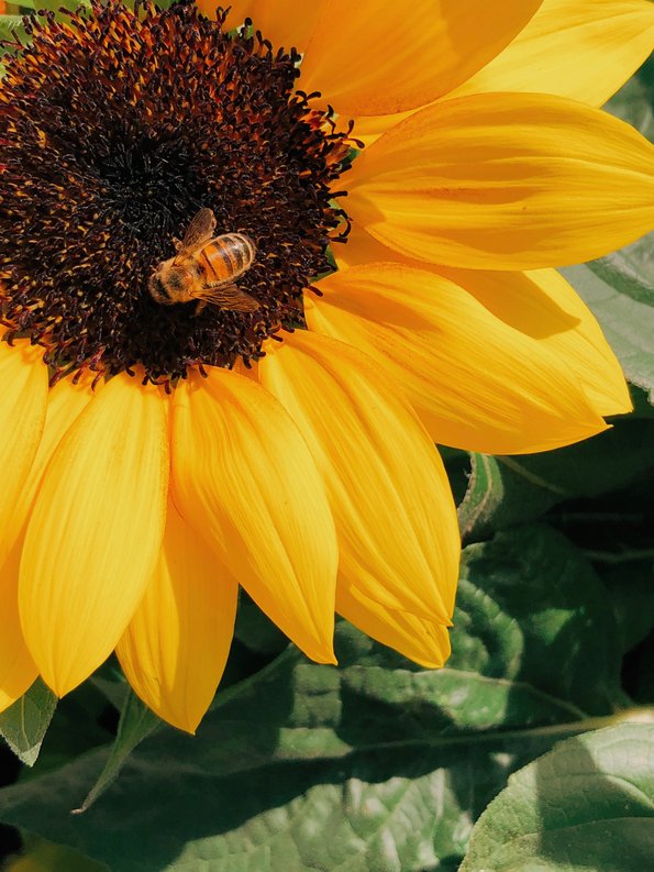 Sonnenblume mit Biene - Foto von Behzad Ghaffarian 