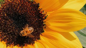 Sonnenblume mit Biene - Foto von Behzad Ghaffarian 