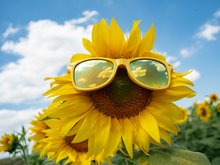 Sonnenblume mit Sonnenbrille - Foto von Wan J. Kim 