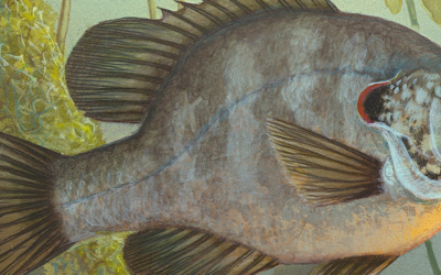 Fisch