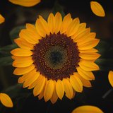 Sonnenblume - Foto von Yair Mejía 