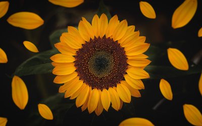 Sonnenblume - Foto von Yair Mejía 