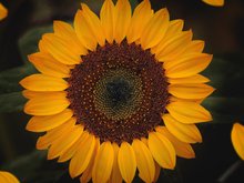 Sonnenblume - Foto von Yair Mejía 