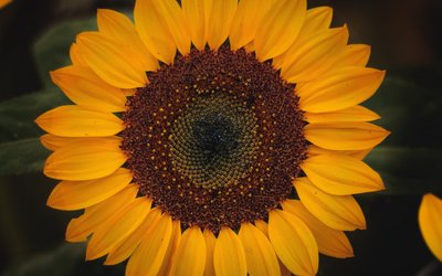 Sonnenblume - Foto von Yair Mejía 