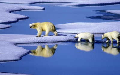 Drei Eisbären wandern über schmelzende Eisschollen