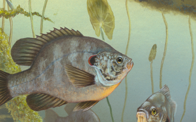 extract of picture of redear sunfish