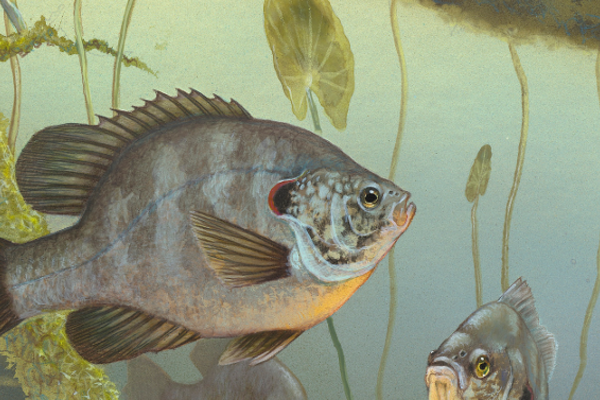 redear sunfish